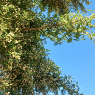 Paperbark Thorn Mini Kit (x 10)