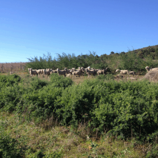 Tagasaste Farmer Starter Kit (x 50)