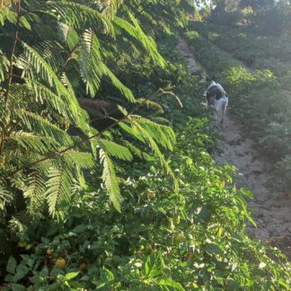 Pink Globe Farmer Starter Kit (x 50)