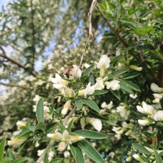 Tagasaste Homesteader Kit (x25)