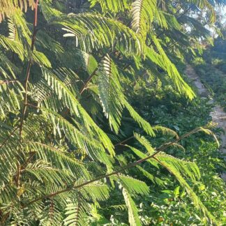 Pink Globe Mini Kit (x 10)