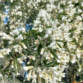 Tagasaste Urban Farmer Kit (x 5)